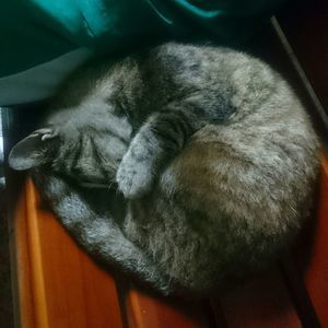 Meet your Posher, Shaotong